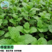 🍋【清新檸檬香】檸檬薄荷種子 可泡茶入菜 驅蟲香草 陽台盆栽   新手必種   居家香草花園必備  四季可種