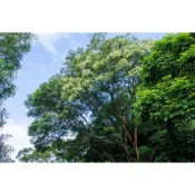 花蓮 天然 無毒 無農藥 光臘樹樹苗 30公分 裸根苗（獨角仙的最愛）