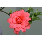 【優勢】日本皋月杜鵑苗~品種名(紅萬重）