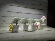 【samgreen♥️銀河波波草🌳】3吋白方盆＋水盤/日本芙蓉草/室外盆栽