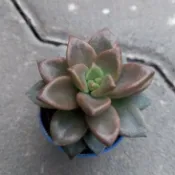 【多肉植物 】姬朧月 一吋  穩根
