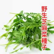 現貨台灣現貨 生菜芝麻葉種子 火箭菜 魯冰菜 義大利菜沙拉必備 盆栽陽台可種 四季易種 香濃微辣 家庭菜園 自種安心