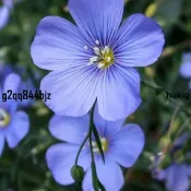 ✨熱銷 藍花亞麻種子（100粒 現貨秒發）藍亞麻 花種子 波斯菊 太陽花種子 四季播種 陽臺盆栽 花卉種子 包發芽