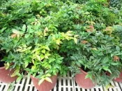 ╭＊田尾玫瑰園＊╯水果苗-(嘉寶果)(樹葡萄)移植袋高40cm