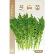 (店+)【天橙種子】芝麻菜種子 約1公克(約400粒) 可生食或製作沙拉 美國進口 葉菜類種子 興農種苗 家庭園藝 彩色原包裝