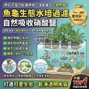 【魚缸必備！觀葉植物讓你的水族箱脫胎換骨🌿】 觀賞魚缸淨化水培養植物 綠羅 合果芋 虎尾蘭 銅錢草 常春藤 龜背芋