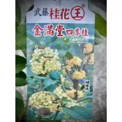 花香 金滿堂桂花 四季桂花 金玉滿堂 桂花苗 桂花盆栽 樹苗 武藤 桂花王 金桂 紅桂 丹桂 金滿堂四季桂 路邊攤俱樂部