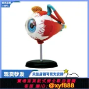 幸福時光館 {可打統編 保固一年}4D MASTER人體眼球模型五官科眼睛構造解剖醫學拼裝玩具教學用具