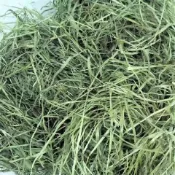 【綠源牧草鋪】萌寵日常主食牧草 百慕達 過篩燕麥草提摩西一割二割甜小麥草苜蓿 陪伴兔子豚鼠龍貓天竺鼠陸龜牛羊馬成長