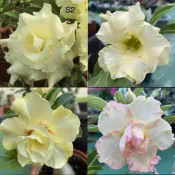 【沙漠玫瑰種子】高發芽率 耐旱植物 珍稀重瓣品系 多肉植物