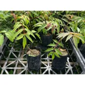 一禪種苗園-素食名菜〈香椿苗〉 香料植物-3吋盆/民間非常棒的保命菜/可以製作多種菜餚/ANNY