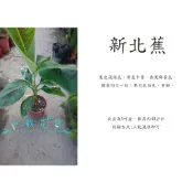 心栽花坊-新北蕉，寶島蕉/超取會斷頭/5吋/香蕉/水果苗/特價250