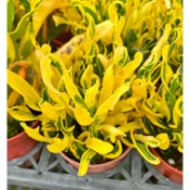 芙菈朵森林 金鑽變葉木 彩鑽變葉木  灑金變葉木 相思變葉木 龜甲變葉木 觀葉植物 綠化植物 行道樹