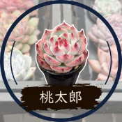 桃太郎 - Wayne多肉/一吋盆多肉/多肉植物/婚禮小物/組盆/療癒小物/韓肉品種