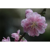 🌸芊葳日本花果盆栽🌸羽衣枝垂桃🌸稀有品種桃花🌸枝垂桃🌸日本桃花🌸桃花盆栽🌸小品盆栽