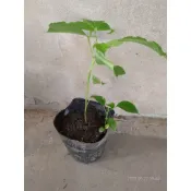 ［實藏園］野生茄苳樹實生苗