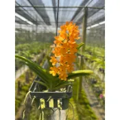 《總柴花園》百代蘭 Ascda.Ladda gold hybrid