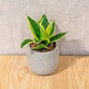 美葉虎尾蘭 桌上型水泥盆栽 觀葉植物 禮物 盆栽 交換禮物 辦公室