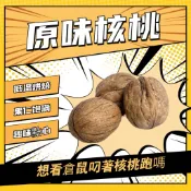 倉鼠星球 原味核桃 倉鼠點心 小寵點心 要敲開才能吃 黃金鼠 布丁鼠 熊鼠 刺蝟 蜜袋鼯