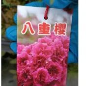 紅葉櫻、垂枝櫻、富士櫻、八重櫻🌸植物盆栽定價280元、