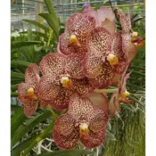 大眾蘭園  萬代蘭  Vanda Kulwadee