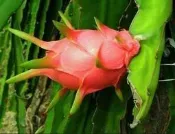 ╭＊田尾玫瑰園＊╯水果苗(火龍果)---果實中的花青素含量最高