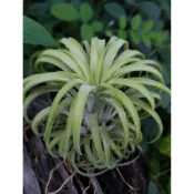 綠房子空氣鳳梨 捲葉小精靈(中) Tillandsia ionantha curly leaf
