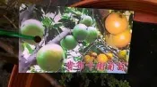 花田水果苗 ** 肯布卡樹葡萄 (嫁接苗) ** 5吋盆/高25-30cm/大果黃樹葡萄 佳貝果 