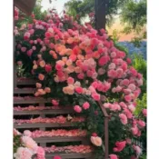 隔日達🌹台灣現貨🌹基地直達 帶葉子 薔薇玫瑰苗 薔薇藤 月季花苗 玫瑰花苗 特大花 濃香型庭院四季爬藤植物 盆栽陽台