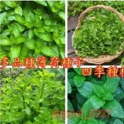 新采摘『多款薄荷種子』 薄荷四季播種陽臺盆栽天然驅蚊草留香蘭薄荷種子清爽香料種子食用薄荷貓薄荷羅勒糖果薄荷四季盆栽