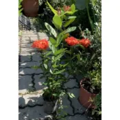一禪種苗園-花姿精采嬌艷簇簇如煙火〈熊貓仙丹苗〉綠籬植物-3吋盆/似繡球般的團團花球/園藝植栽/盆栽綠植/庭院樹木