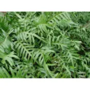 苔鑽🍀蕨類植物 水龍骨科大小約3～10cm/蕨類植物/蕨類小品/療癒/觀葉植物/上板植物/居家飾品/盆栽/造景/空氣清淨