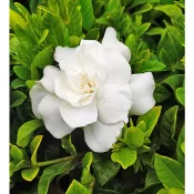 芙菈朵森林 大花玉堂春 圓葉玉堂春 黃梔子 梔子花 香花植物 綠籬植物 觀賞用盆栽