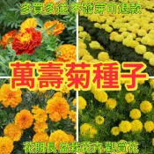 沐耕園|綠色家園|💯現貨現發 正品保證 🔥萬壽菊種子🍓萬壽菊種子孔雀菊 西番菊 紅黃草 芙蓉草 孔雀草 四季種植 