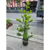 ★綠霖園藝★羅漢松 7寸盆 觀賞植物/水果樹苗/新興果樹/果苗/嫁接/植物/盆栽