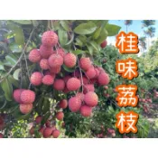 今年要結束囉！桂味荔枝｜收單至7/16早上10:00！酸甜多汁【免運】玉荷包 · 黑葉 · 糯米 · 桂味｜現採新鮮寄出