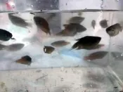 台灣原生魚種（蓋斑鬥魚）孓孓的剋星（標本）模型海報（10隻以上才出貨）（一單10隻多隻要分單）