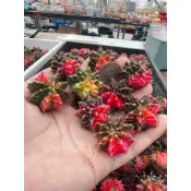 麗加-緋牡丹錦-實生-農場特惠價-精選亮皮緋、白肋骨、黑皮緋牡丹等上萬元母本交種實生緋牡丹錦 糖果緋牡丹 彩色仙人掌