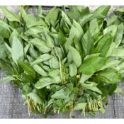 麻薏 麻芛 埃及國王菜 鮮麻薏 黃麻菜 real jute 或Rau đay或Saluyot