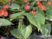 一禪種苗園-有淨化空氣品質功用〈火鶴花-橘色〉季節花卉-3吋盆/淨化空氣/熱情大方/關懷祝福