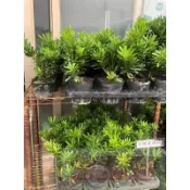 【花田里】常綠喬木  金鑽羅漢松  3.5吋盆高10-15cm亮眼新品種