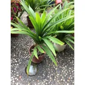 一禪種苗園-有股芋頭的清香〈七葉蘭(香蘭葉)〉香草盆栽-5吋盆/香料植物/也可染色