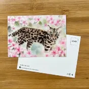 杜鵑花與石虎 明信片