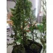 真柏苗蝦取宅配滿4棵出貨 銀柏 鐵柏 杜松 珍珠柏 玉山圓柏 彩虹天空柏 倒柏 龍柏可合併其它品項