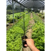 小葉南洋杉 實生苗 超強防風樹種