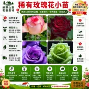 台灣現貨🌹【13款玫瑰花苗】🌹稀有玫瑰花苗 玫瑰花苗 玫瑰花種苗 老樁盆栽玫瑰四季開花室內外陽台盆栽陽光