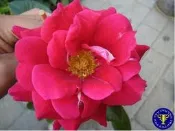 ╭＊田尾玫瑰園＊╯玫瑰花-(法蘭斯)