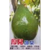 雲秀水果苗-厚兒晚生酪梨4吋半盆嫁接苗
