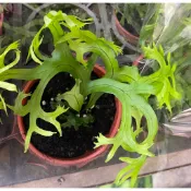 綴化星蕨（蕨類植物）