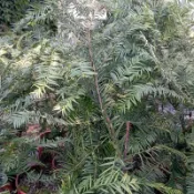 紅豆杉苗蝦取宅配 台灣紅豆杉高約90公分滿4棵出貨可合併其它品項